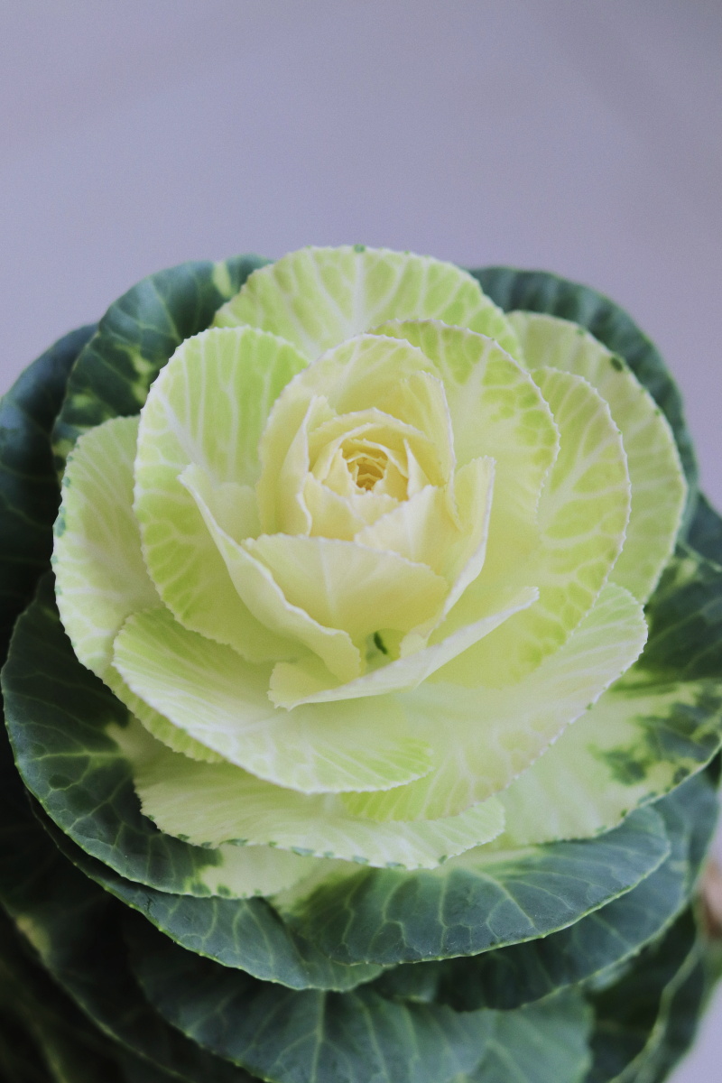 家里的羽衣甘蓝白鹤因降温变白了,像白玫瑰一样漂亮～ - 苗儿的四季