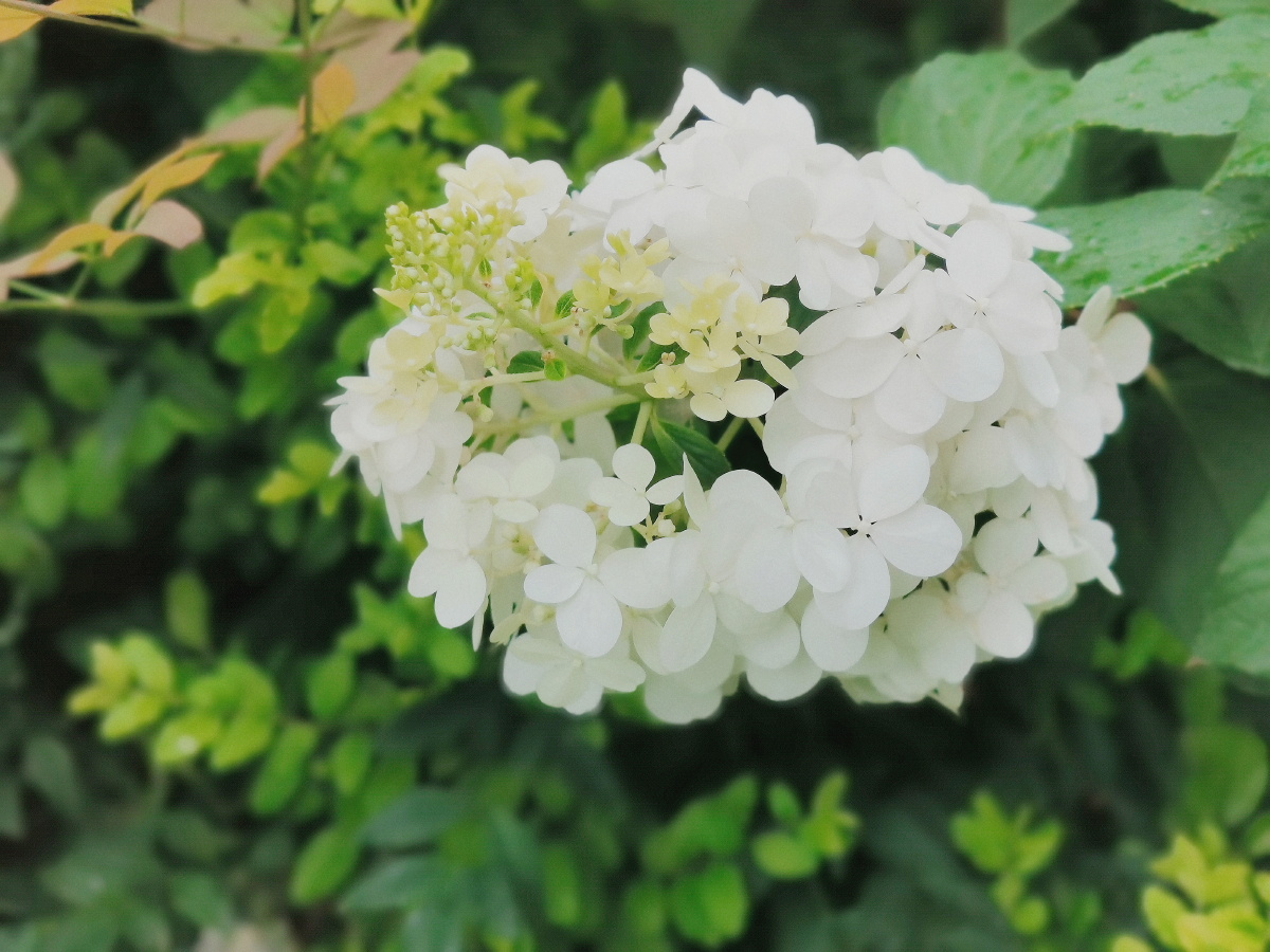 喜欢清新淡雅的蓝雪花,有巧克力味的蕾丝金露,白色的圆锥绣球,忽然