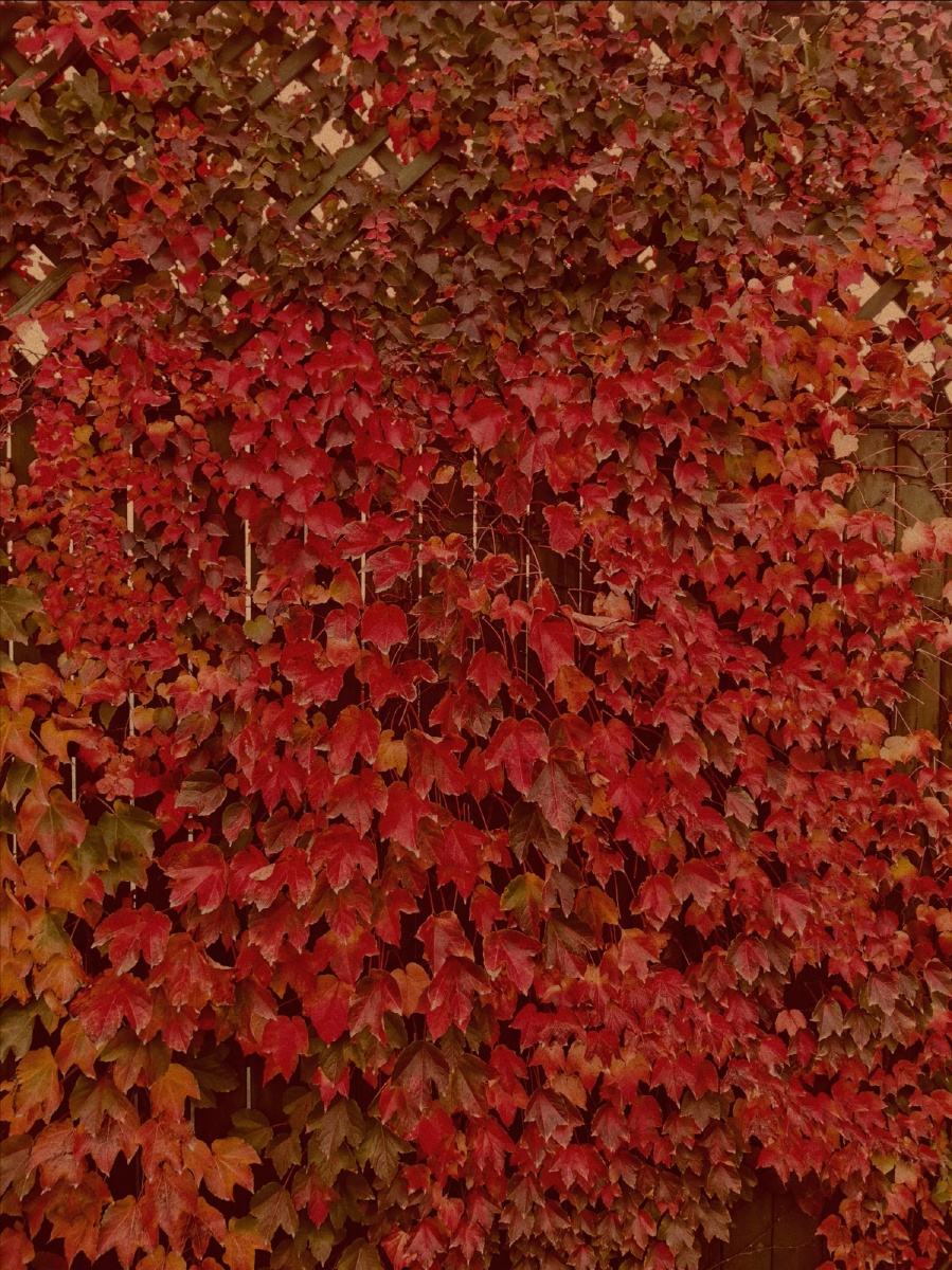 秋天的爬山虎