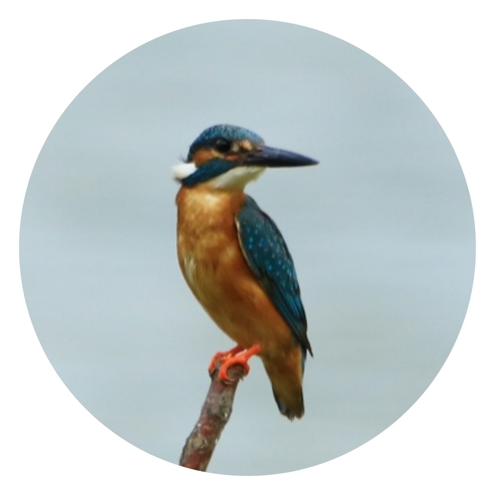 长白岛翠鸟偶遇红嘴相思鸟