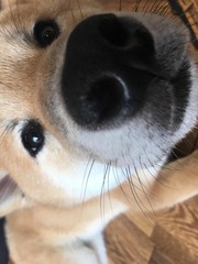 嗅