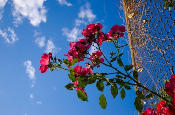 20140514-DSC_3988