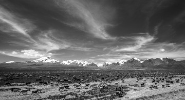 L1004928-1