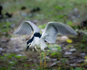 IMG_3797_1