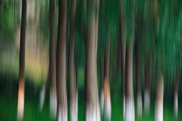 Jungle