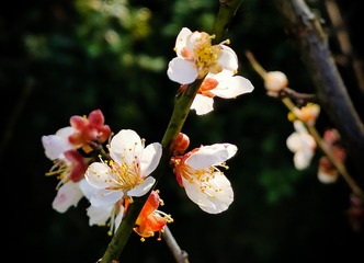 梅花香自苦寒来