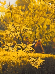 夕阳无限好~~~
