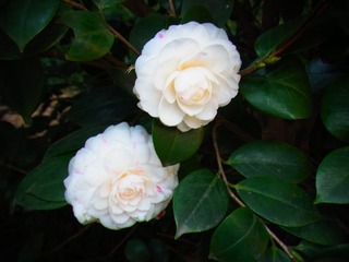 R0010333
