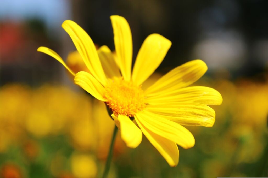 小花向太阳