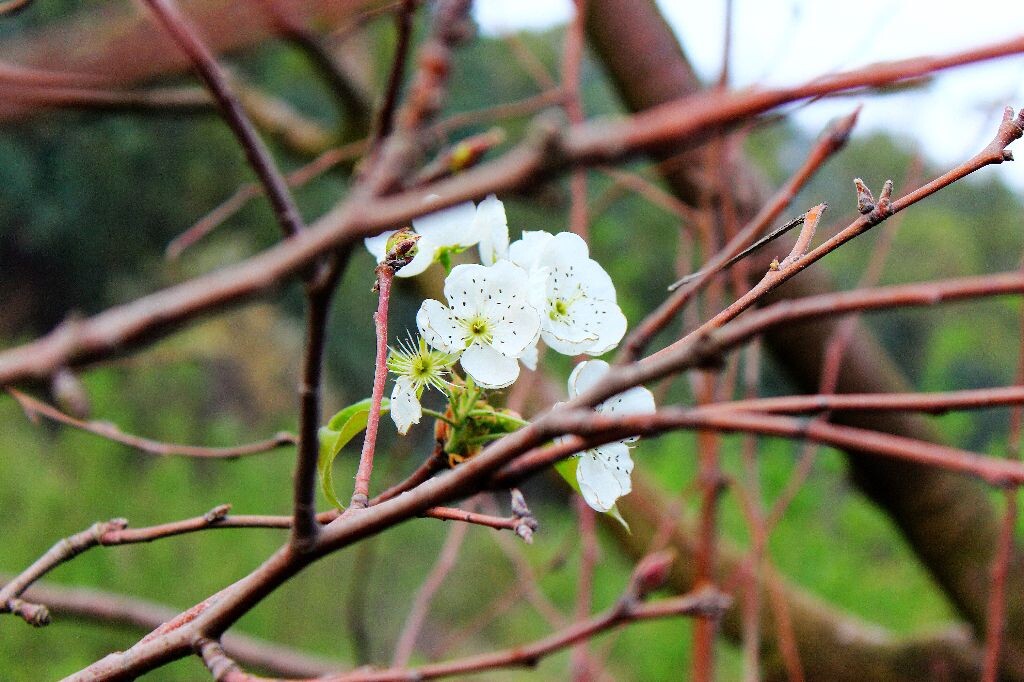 梨花