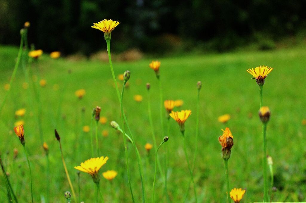 青草与小黄花
