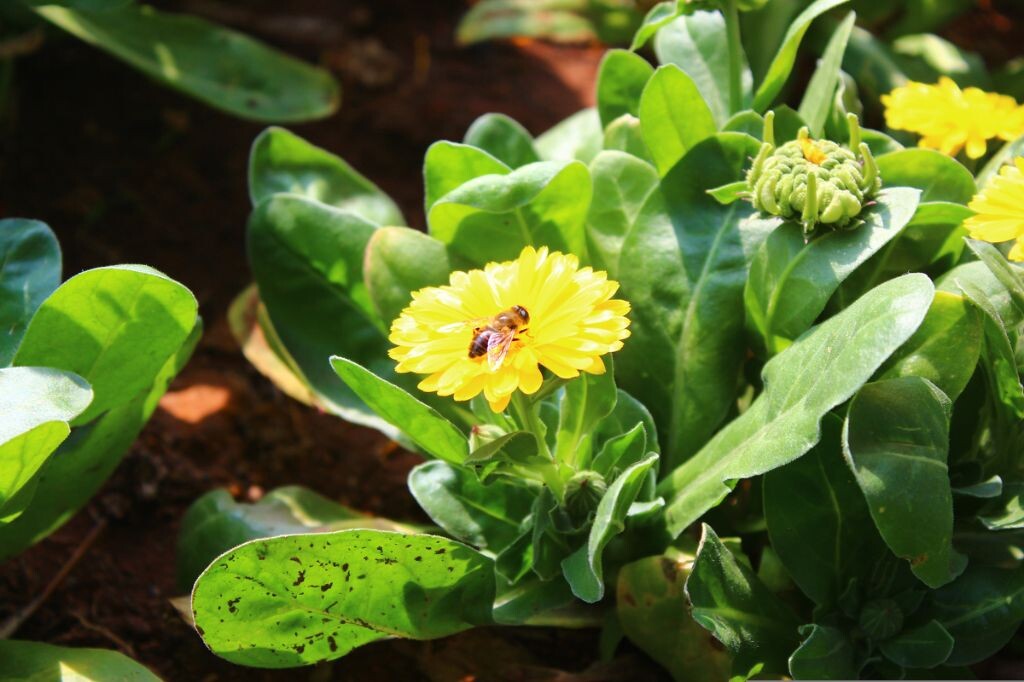 鲜花与蜜蜂