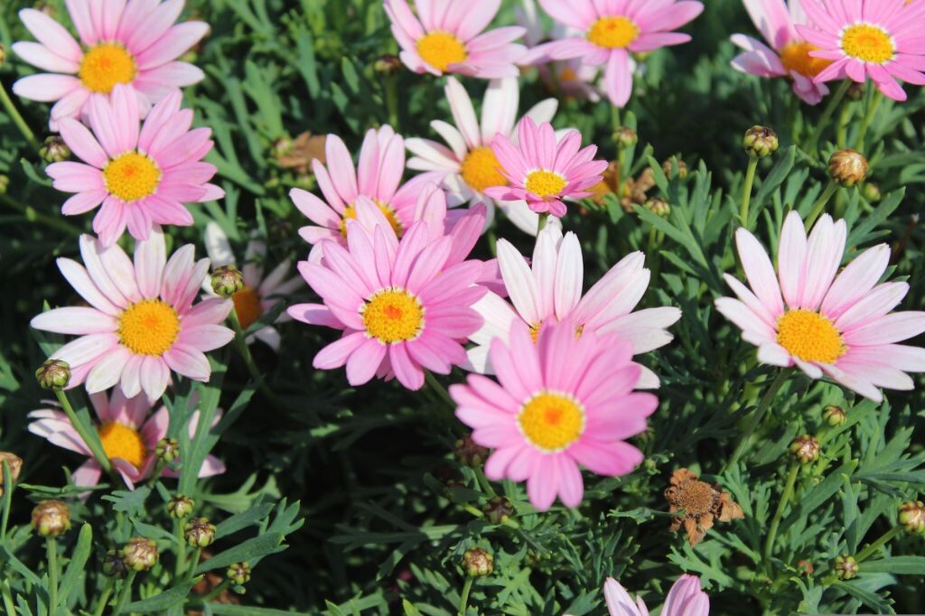 鲜花
