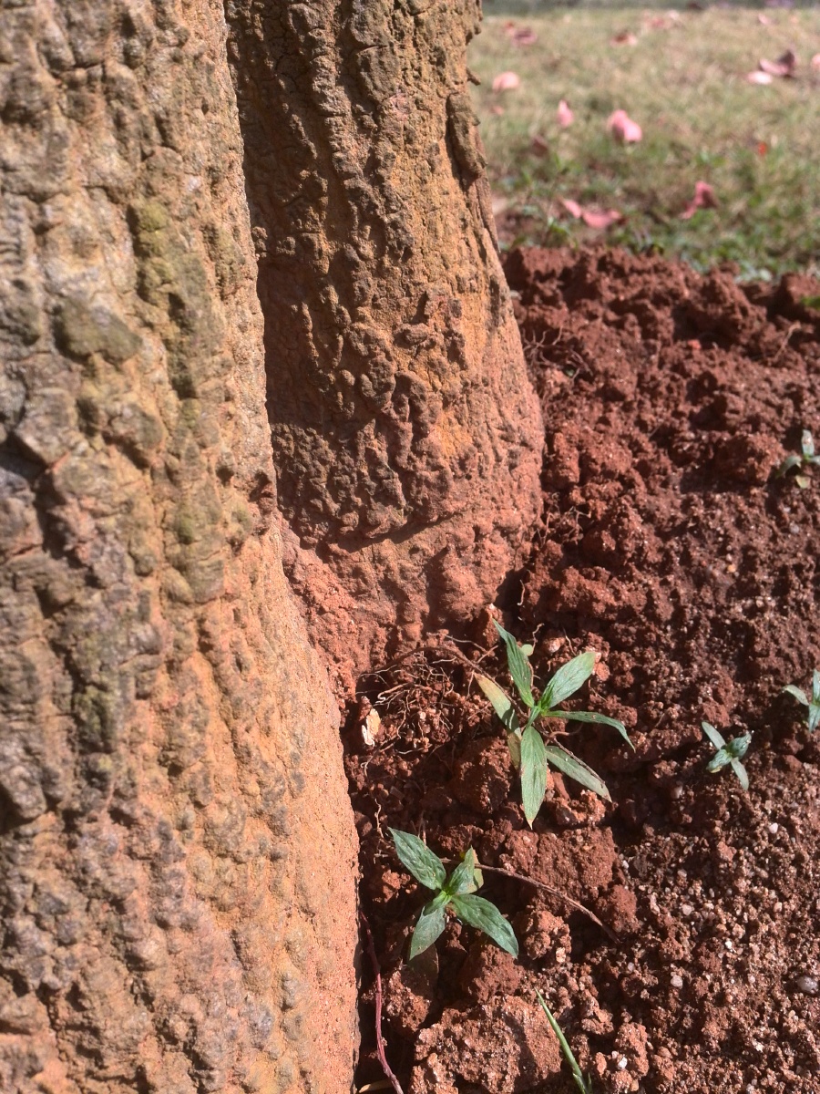 宿舍楼下的一棵顽强不屈的小野草.