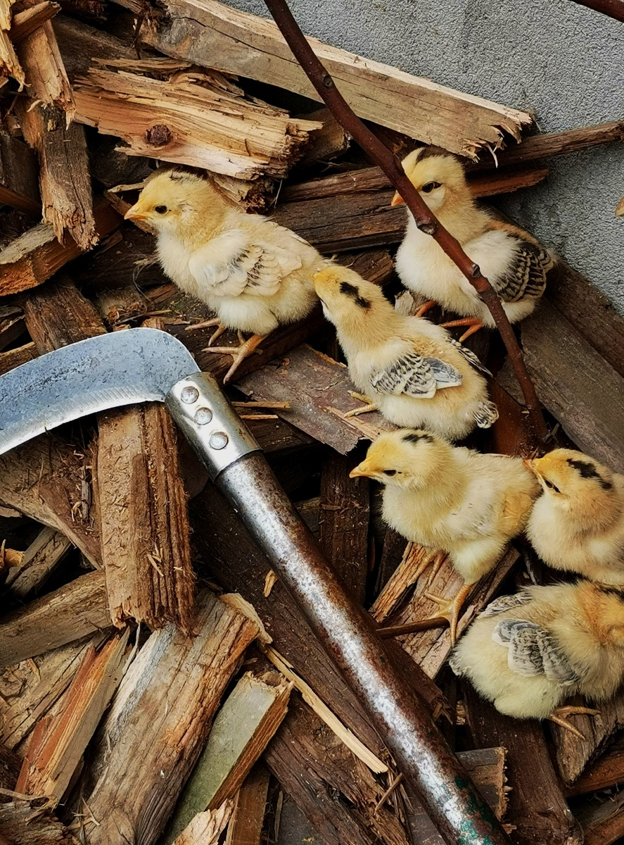 六只小鸡 - 武汉麦田 - 图虫