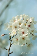 簇