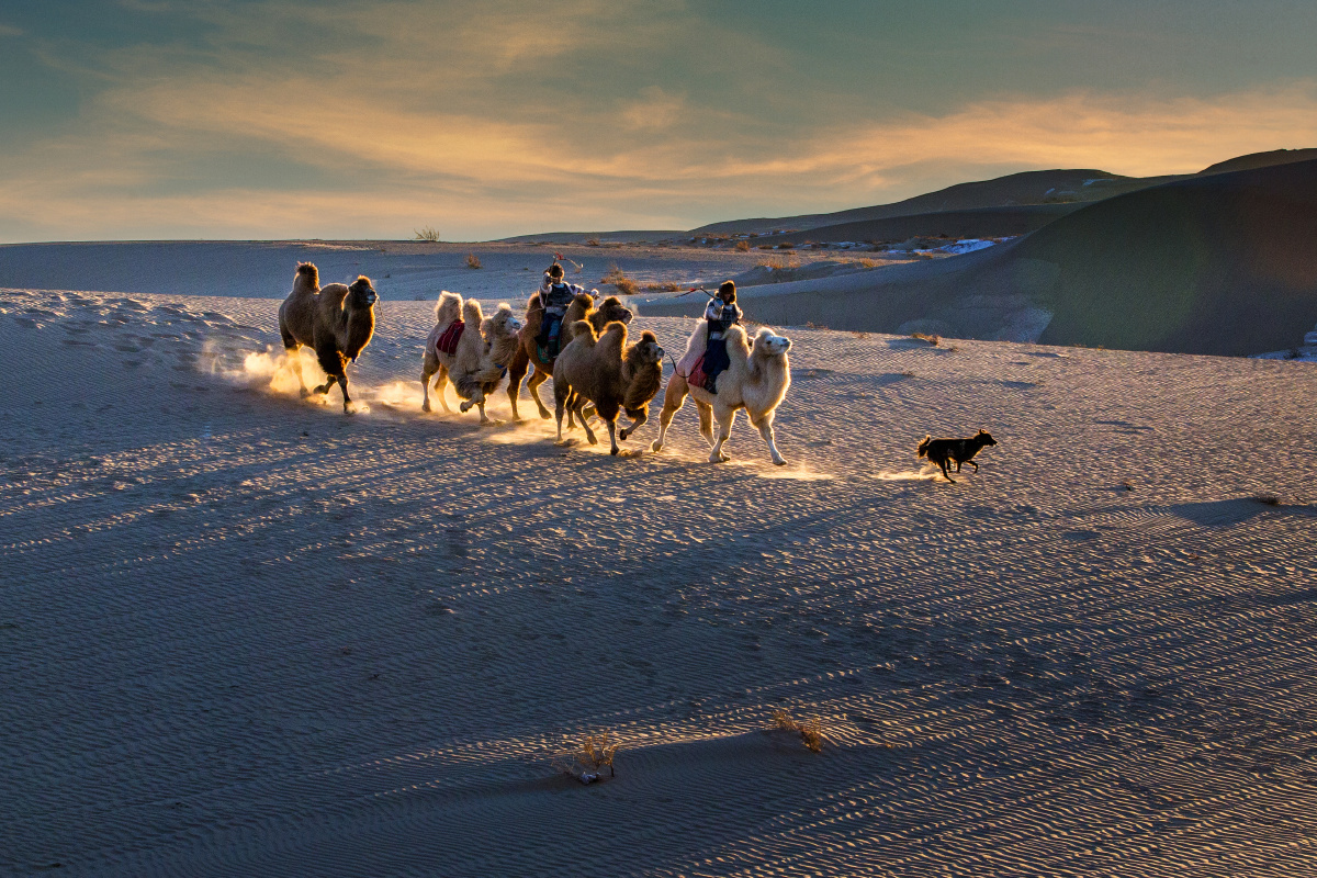 大漠戈壁骆驼冲沙
