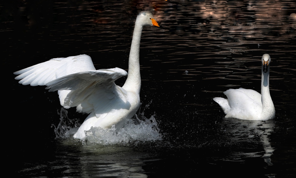 一组黑白天鹅