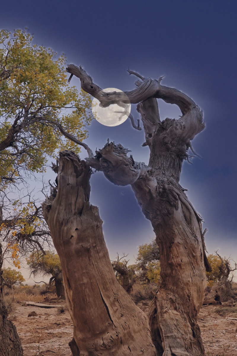 新疆木垒胡杨林