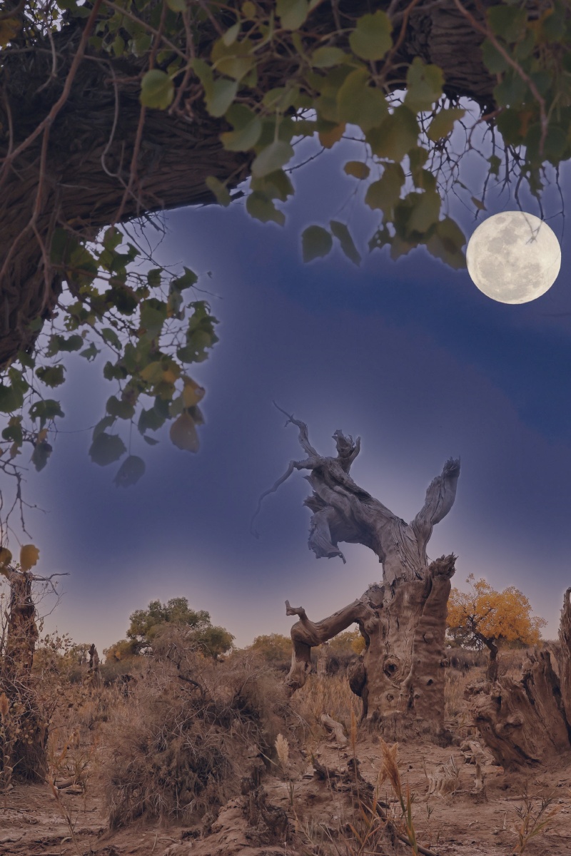 新疆木垒胡杨林