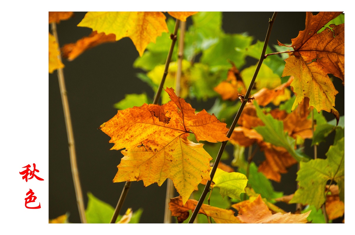桐叶秋色美