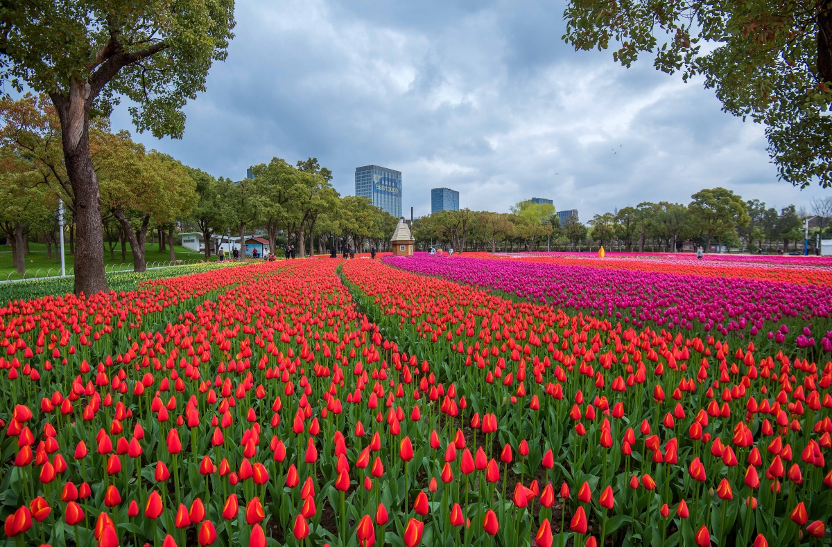郁金香花海——上海大宁灵石公园一角