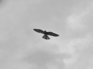 5413FA2C-8FC8-47E6-AF44-FB917B255633/L0/001