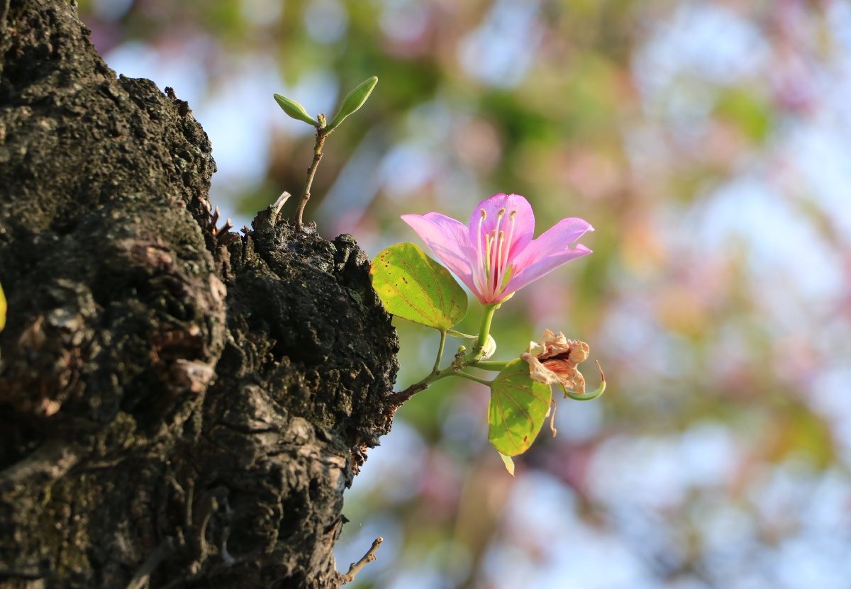 福州西禅寺边上的羊蹄甲开啦粉粉的可可爱爱