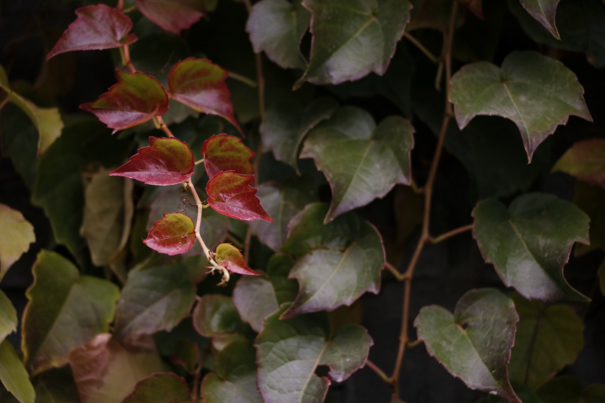 红绿相间,大自然的颜色