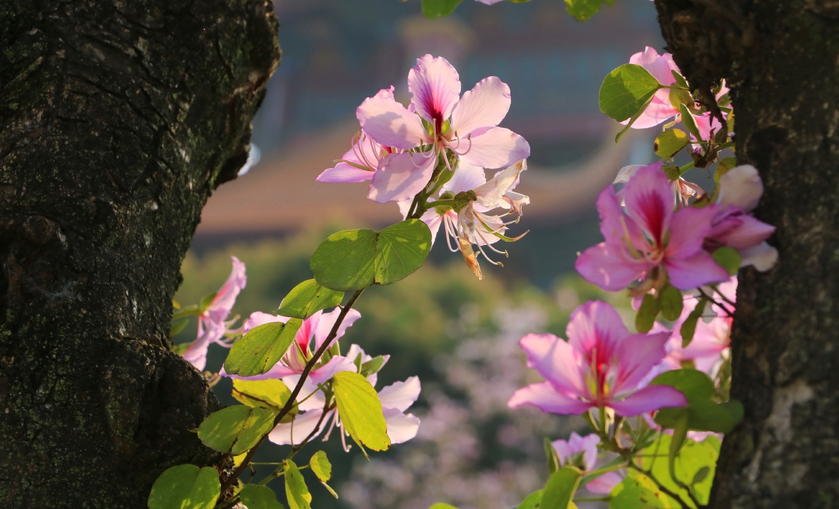 福州西禅寺边上的羊蹄甲开啦粉粉的可可爱爱