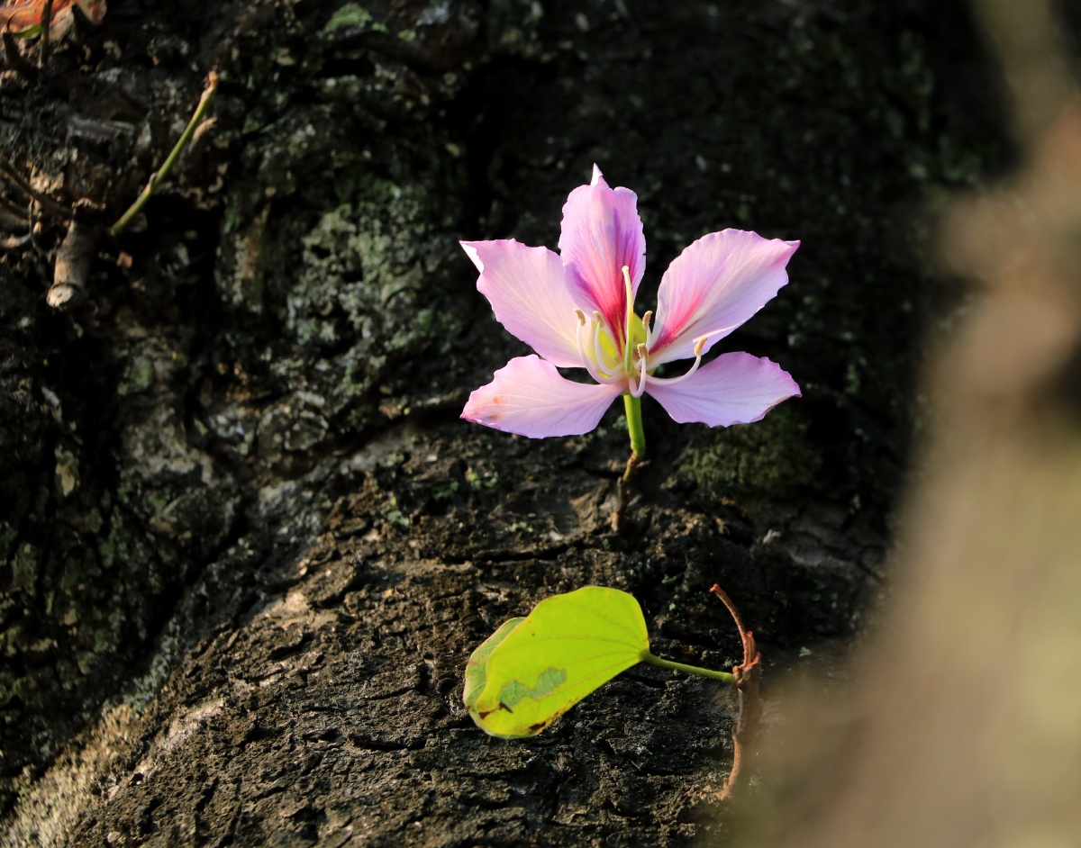 福州西禅寺边上的羊蹄甲开啦粉粉的可可爱爱