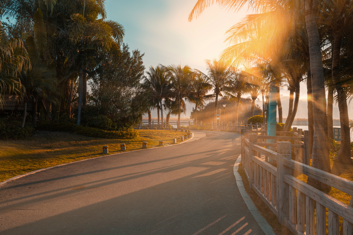 弯弯林荫小道的阳光