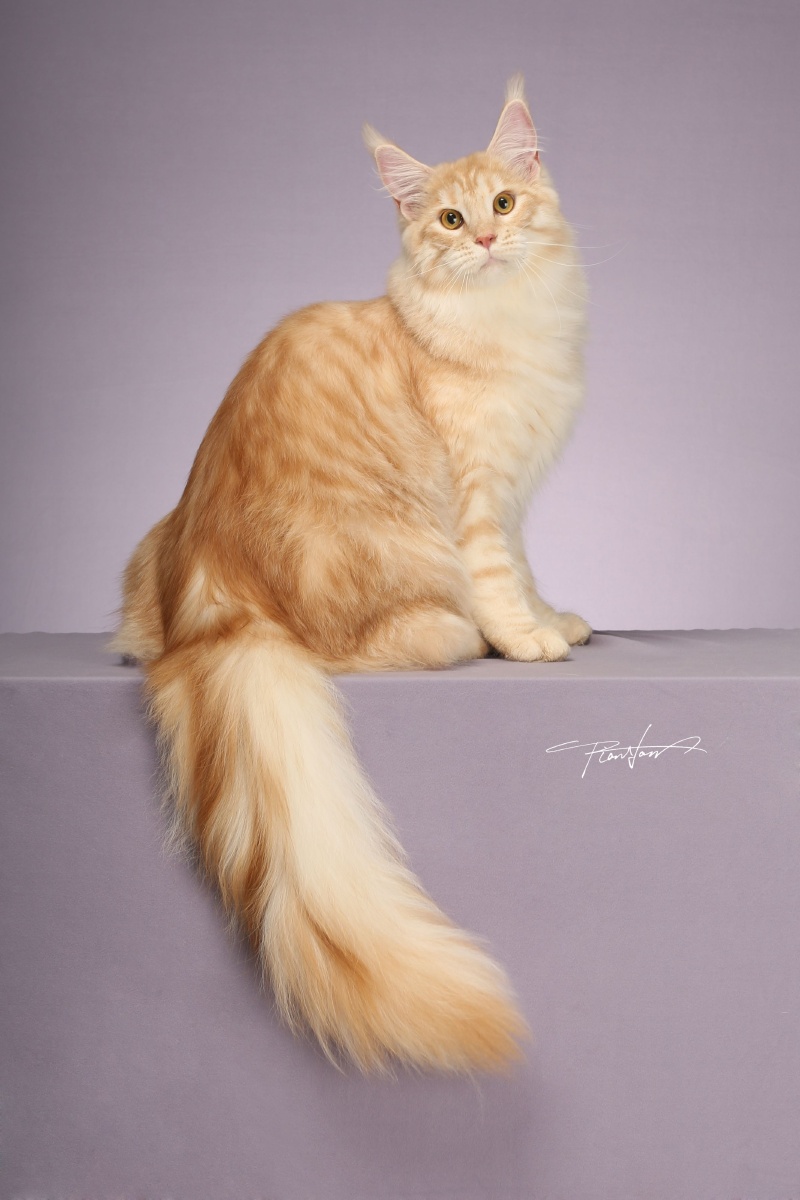 缅因猫温柔的巨人