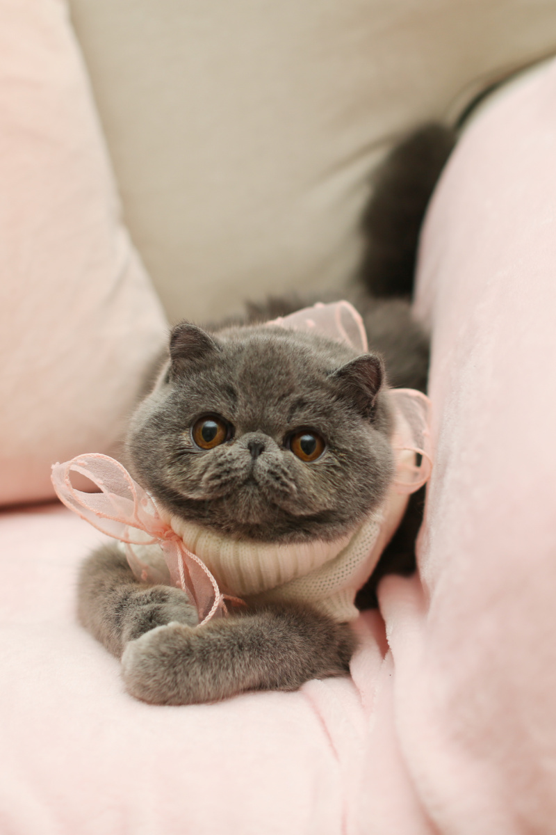 带眉毛的纯蓝加菲妹妹娃娃脸小耳朵超搞笑