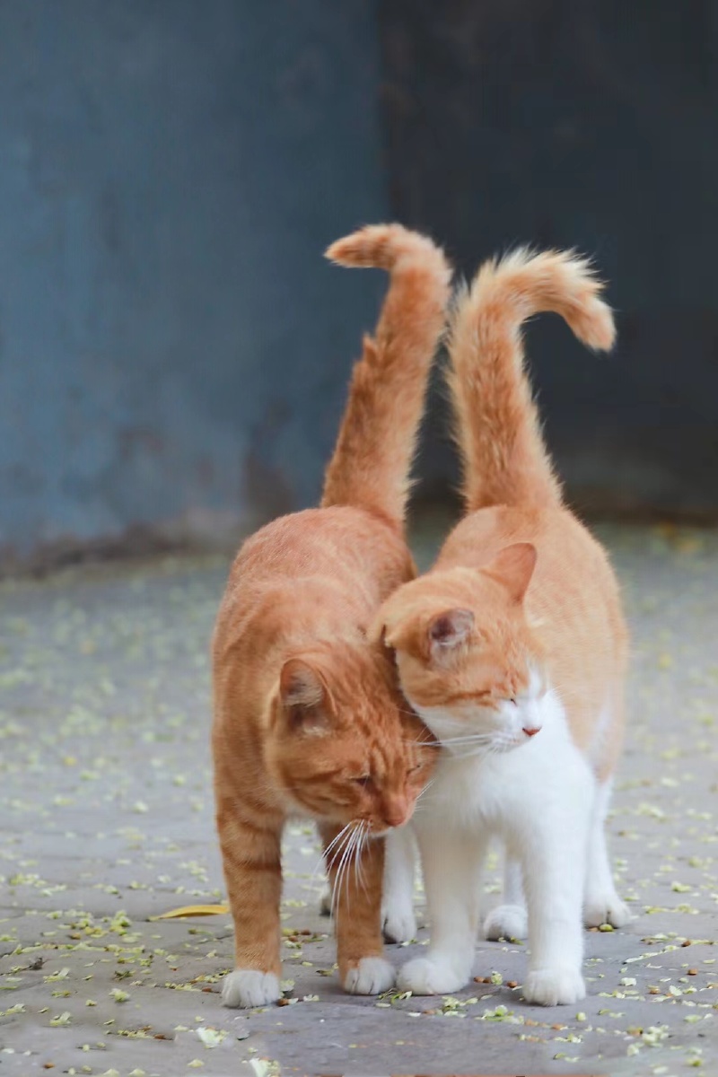 北京胡同猫的爱情七夕不吃狗粮吃猫粮胡同里这对橘猫cp请锁住各种旁若
