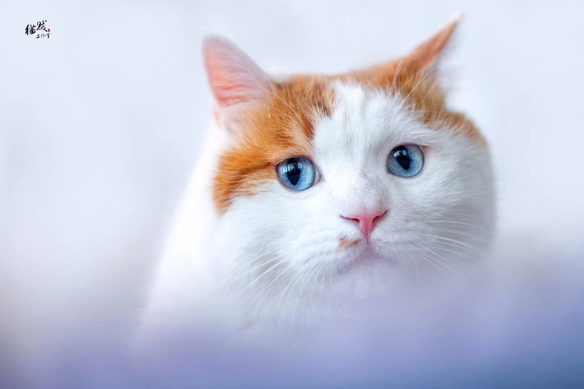 蓝眼睛的白橘猫!特别稀有^o