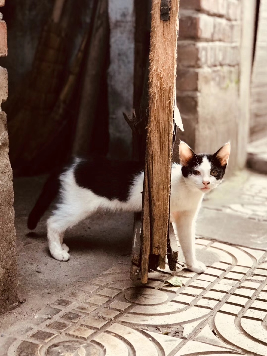 猫贼 - 图虫网 - 优质摄影师交流社区