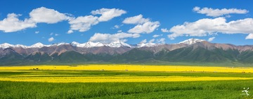门源．油菜花