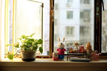 窗台上的风景