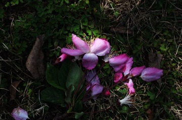 IMGP2865a