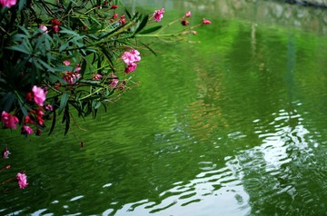 IMGP7799a