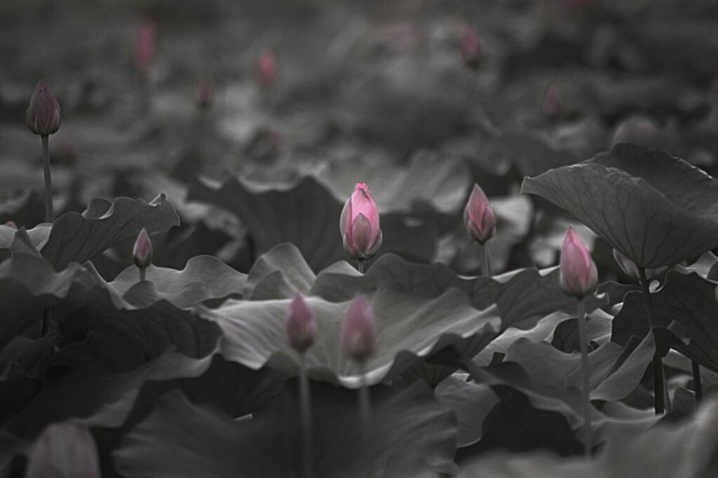 一池