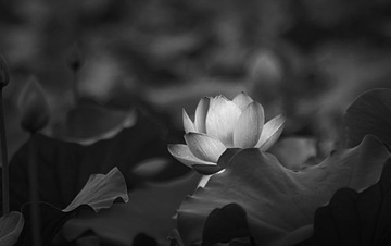 孤芳自赏72