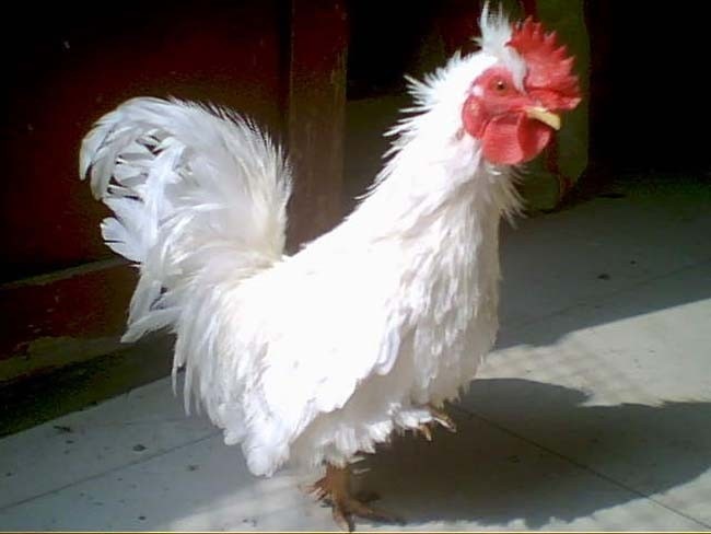 白翻毛公鸡 br />