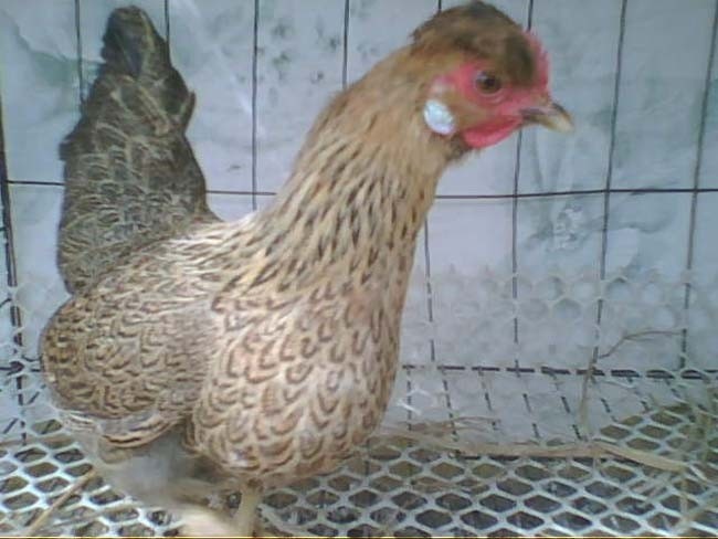 金元宝母鸡 br />