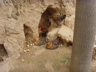 等窝下蛋