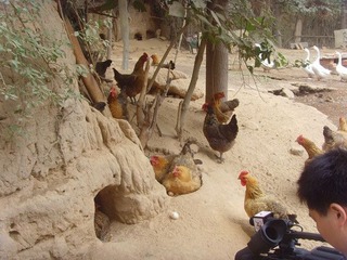 聚焦鸡窝
