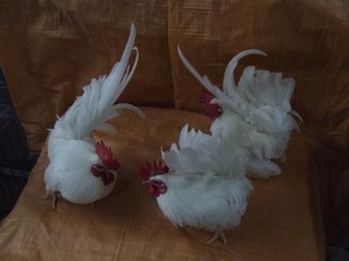 极品白元宝