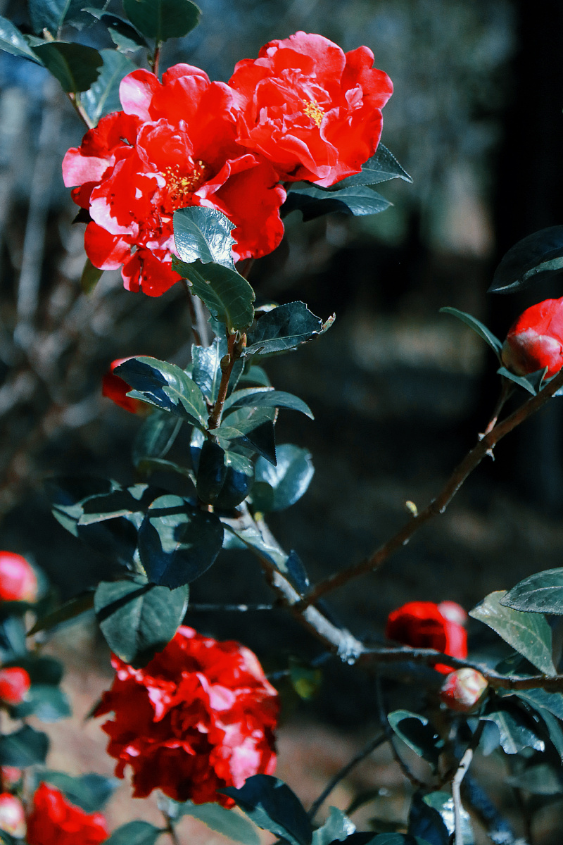 茶花又叫"断头花"正常的花朵凋谢都是一片一片地掉落而茶花凋谢的时候
