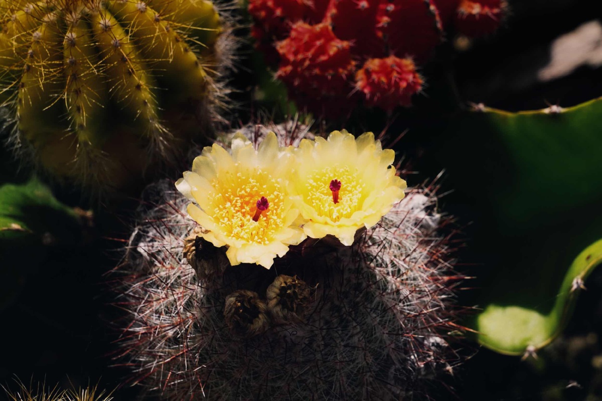 生活就应该在满是荆刺中寻找灿如夏花